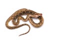 Reticulated python isolated on white background Royalty Free Stock Photo