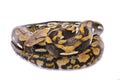 Reticulated python, Malayopython reticulatus Royalty Free Stock Photo