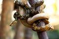 The reticulated python (Malayopython reticulatus) Royalty Free Stock Photo