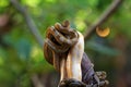 The reticulated python (Malayopython reticulatus) Royalty Free Stock Photo