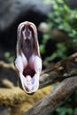 Reticulated python (Malayopython reticulatus) snake sometimes known as Royal Python or Ball Python Royalty Free Stock Photo