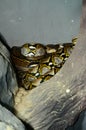 Reticulated Python (Python reticulatus)