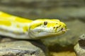 Reticulated python. Python reticulatus. Royalty Free Stock Photo