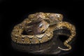 Reticulated Python Python reticulatus isolated on black Royalty Free Stock Photo