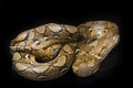 Reticulated Python Python reticulatus isolated on black Royalty Free Stock Photo