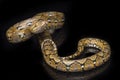 Reticulated Python Python reticulatus isolated on black Royalty Free Stock Photo