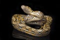 Reticulated Python Python reticulatus isolated on black Royalty Free Stock Photo