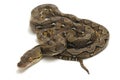 Reticulated Python Python reticulatus isolated on white Royalty Free Stock Photo