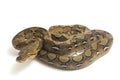 Reticulated Python Python reticulatus isolated on white Royalty Free Stock Photo