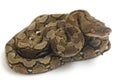 Reticulated Python Python reticulatus isolated on white Royalty Free Stock Photo