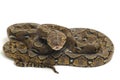 Reticulated Python Python reticulatus isolated on white Royalty Free Stock Photo