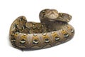 Reticulated Python Python reticulatus isolated on white Royalty Free Stock Photo