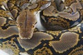 Reticulated Python Python reticulatus Royalty Free Stock Photo