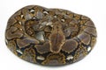 Reticulated Python Python reticulatus Royalty Free Stock Photo