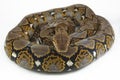 Reticulated Python Python reticulatus Royalty Free Stock Photo