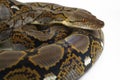 Reticulated Python Python reticulatus Royalty Free Stock Photo