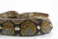 Reticulated Python Python reticulatus Royalty Free Stock Photo