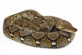 Reticulated Python Python reticulatus Royalty Free Stock Photo