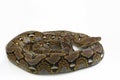 Reticulated Python Python reticulatus Royalty Free Stock Photo