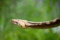 Reticulated python with rare tiger mottle platinum sunfire coloration Royalty Free Stock Photo