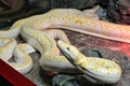 Reticulated Python at Reptiland expo in Bucharest Royalty Free Stock Photo