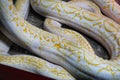 Reticulated Python at Reptiland expo in Bucharest Royalty Free Stock Photo