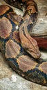 Reticulated Python at Reptiland expo in Bucharest Royalty Free Stock Photo