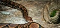 Reticulated Python at Reptiland expo in Bucharest Royalty Free Stock Photo