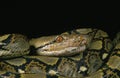 Reticulated Python, python reticulatus Royalty Free Stock Photo
