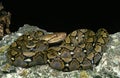 Reticulated Python, python reticulatus, Adult standing on Rock Royalty Free Stock Photo