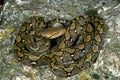 Reticulated Python, python reticulatus, Adult standing on Rock Royalty Free Stock Photo