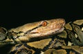 Reticulated Python, python reticulatus, Head of Adult, Close up Royalty Free Stock Photo