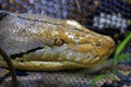 Reticulated python