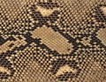 Reticulated python skin as background. Brown snake skin Royalty Free Stock Photo