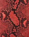 Reticulated python skin as background, red color Royalty Free Stock Photo