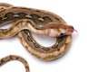Reticulated python isolated on white background Royalty Free Stock Photo