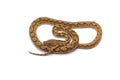 Reticulated python isolated on white background Royalty Free Stock Photo