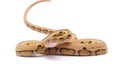 Reticulated python isolated on white background Royalty Free Stock Photo