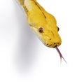 Reticulated python snake on white background