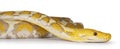 Reticulated python snake on white background