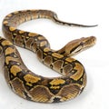 reticulated python in Transparent Background Closeup of a Boa Constrictor Showing Detailed Scales and Pattern Royalty Free Stock Photo