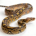 reticulated python in Transparent Background Closeup of a Boa Constrictor Showing Detailed Scales and Pattern Royalty Free Stock Photo