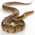 reticulated python in Transparent Background Closeup of a Boa Constrictor Showing Detailed Scales and Pattern Royalty Free Stock Photo