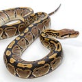 reticulated python in Transparent Background Closeup of a Boa Constrictor Showing Detailed Scales and Pattern Royalty Free Stock Photo