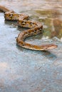 Reticulated Python with vibrant yellow and black patterns. Royalty Free Stock Photo