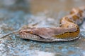 Reticulated Python with vibrant yellow and black patterns. Royalty Free Stock Photo
