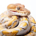 Reticulated Python on White