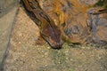 Reticulated python in a zoo terrarium. Python close up Royalty Free Stock Photo