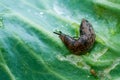 Slug on leaf of cabbage Royalty Free Stock Photo