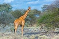 Reticulated or Somali Giraffe, Meru NP, Kenya Royalty Free Stock Photo